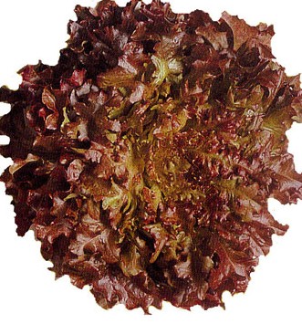 Red Lettuce seed Lactuca sativa 'Red Salad Bowl'
